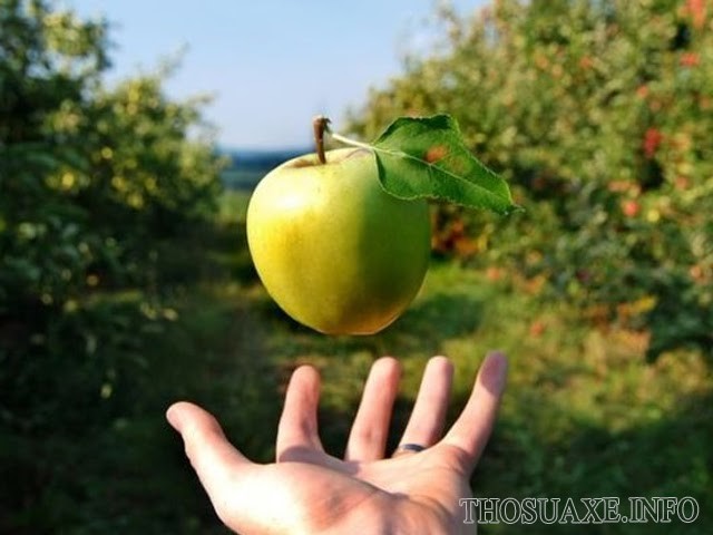 Lực hấp dẫn của Trái Đất khiến quả táo rơi xuống mặt đất tay vì bay lên như thế này