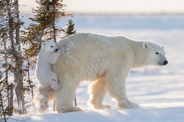 Gấu bắc cực sở hữu sức mạnh khổng lồ