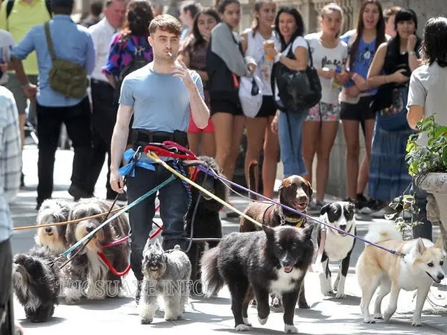 Harry Potter thay vì học phép thuật ở Hogwart nay lại theo đuổi giấc mơ dắt chó đi dạo