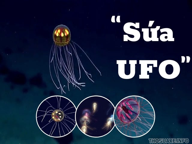 Kỳ lạ loài sứa UFO có thể phát sáng ở đáy vực Mariana tối tăm