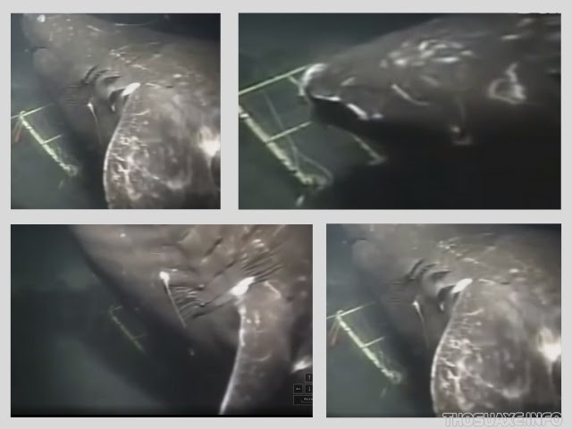 Tư liệu thực tế của một loài cá mập khổng lồ từng xuất hiện ở rãnh Mariana