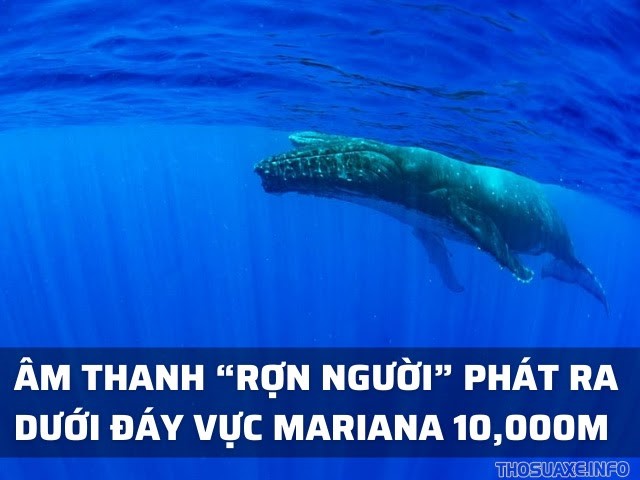 Âm thanh rùng rợn phát ra từ đáy vực Mariana - có gì dưới đáy biển sâu nhất thế giới?