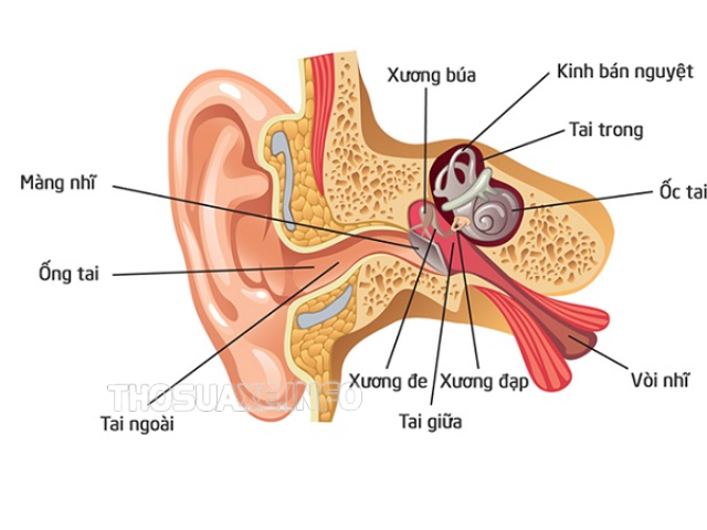 Các bộ phận của tai