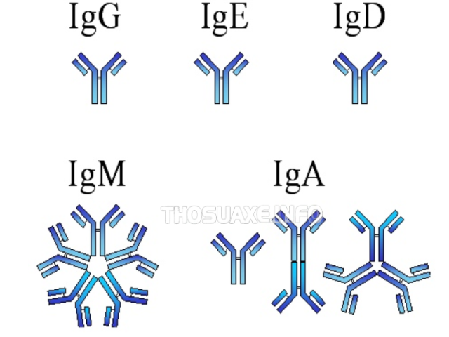 Hình ảnh minh họa 5 loại kháng thể
