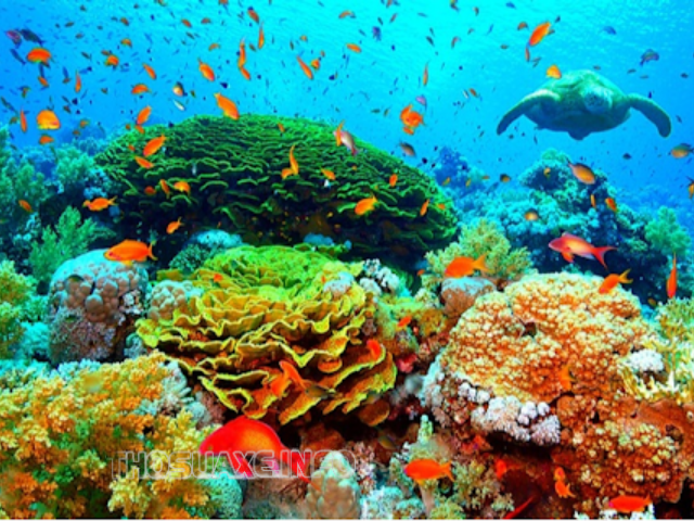 Hình ảnh quần xã sinh vật biển