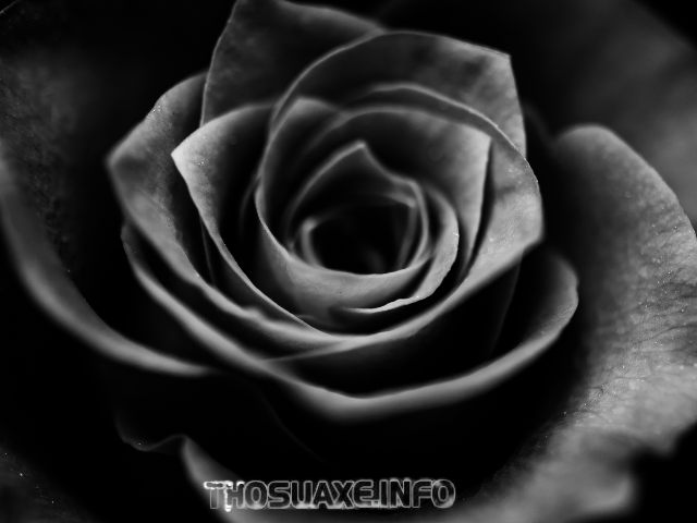 Hoa hồng đen gắn liền với ý nghĩa của sự phản bội 